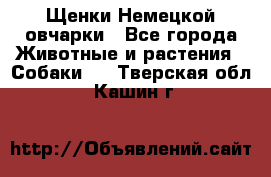 Щенки Немецкой овчарки - Все города Животные и растения » Собаки   . Тверская обл.,Кашин г.